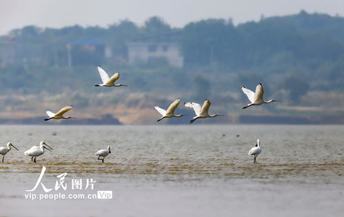 江西湖口 成群白琵鹭集结鄱阳湖越冬 