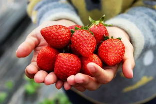 草莓控快来 这家农场的草莓又大又甜,边吃边摘才叫爽