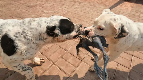 杀人犬 诺基后代抢食,双方竟为一块肉大打出手,这性格真凶猛