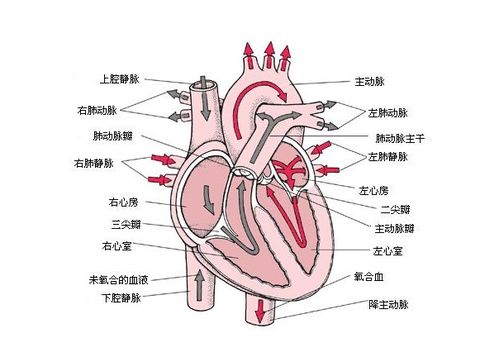 普通人怎么看心电图 医生说 把图上的线条和心脏的跳动结合起来