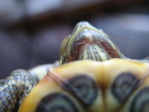 巴西红耳龟不知是怎么了,谁能看看是不是生病了 