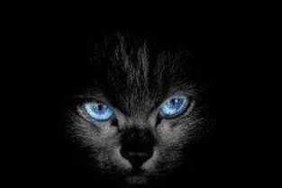 猫是招鬼还是辟邪的 猫咪的这个眼神说明你的家中有脏东西 2 