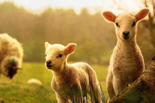生肖羊和这2个生肖最配,越幸福越有钱