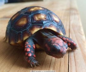 红脚陆龟能否在中国饲养 
