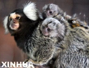 全球最小猴子现身宠物店 