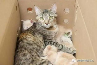 猫界爱心妈妈 接手抚养两窝幼猫,14只嗷嗷待哺的孩子