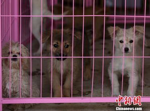 青海唯一流浪动物救助站 呼吁关爱流浪动物 领养代替购买 