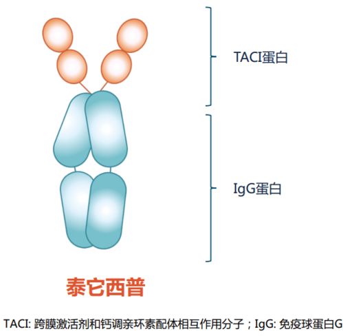 双管齐下战 狼疮 压轴 顶级国际级学术会议的首个 狼疮 双靶点生物制剂即将在国内获批丨奇点深度