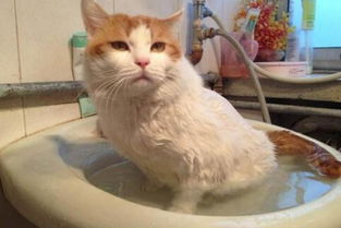 如何给猫咪科学的洗澡 