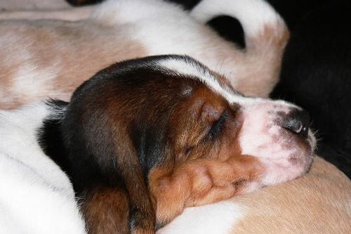 吃喝玩乐睡,就是狗狗的日常生活,为什么狗狗这么喜欢睡觉呢