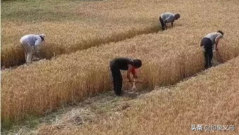 粮食情结 散文