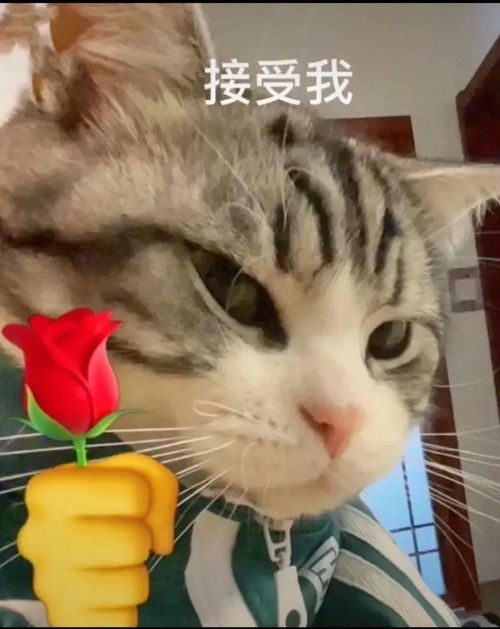 猫猫拿玫瑰花表情包