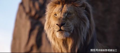 狮王争霸 ,这7部狮子经典电影,你喜欢的哪个狮子