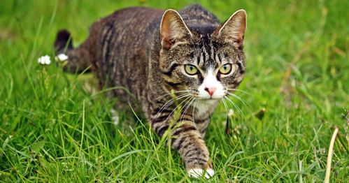 一只放养宠物猫平均每年杀死186只小动物,你的猫 主子 其实是个冷面杀手