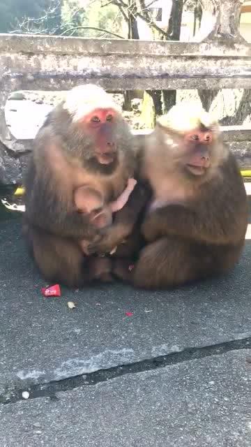 你们不是不知道爱情是什么吗 让这对猴子夫妻来告诉你们 