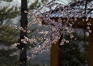 3月29日桃花沟犯花痴 自驾行约起 