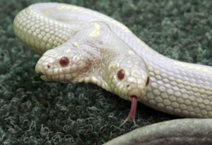 梦见白色的蟒蛇是什么意思梦到白色的蟒蛇好不好(梦到白色蟒蛇是什么寓意)
