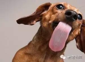 告诉你狗狗爱用舌头舔人的原因