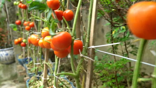 西红柿的种植方法,西红柿的种植方法