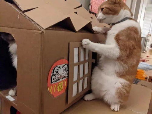 铲屎官用纸箱给猫咪做了个房子,不知道能撑多久 
