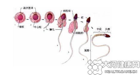 小蝌蚪 精子先生 漫长曲折的一生 