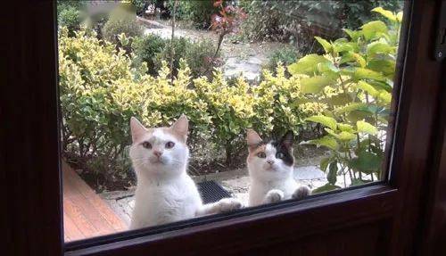 网友收养的流浪猫,饿了就靠窗边用眼神试压
