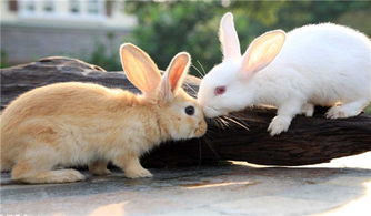 家兔的饲养方法,怎样饲养家兔
