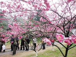 2024超山梅花节是什么时候(超山风景区附近免费停车场)