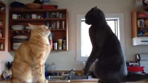 实拍两只猫咪打架,动作真是太搞笑了 