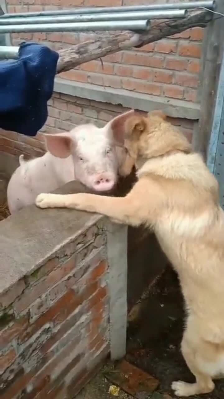 猪和狗谈恋爱,你见过吗,狗子真是主动 