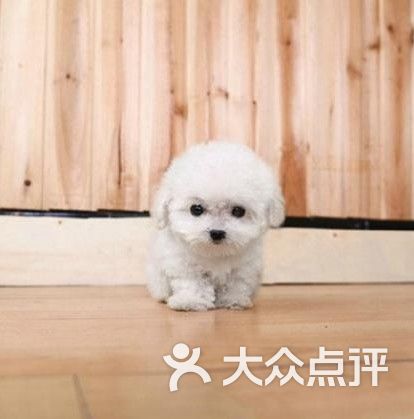 逸彩犬舍 顺德哪里有卖宠物狗图片 广州宠物 