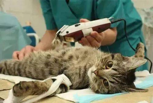 猫 求你快带我去医院吧,太疼了
