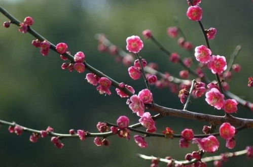 梅花小知识(梅花小常识)