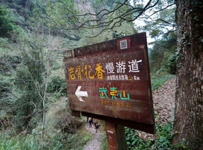 停车场免费茶叶,去武夷山最方便的交通线路武夷山寻茶线路