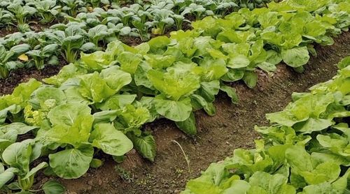 自家种蔬菜一般用什么肥料,青菜肥料用什么好？