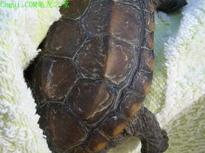 这只龟是什么品种的 是不是生病了 龟壳边缘好像有点软 
