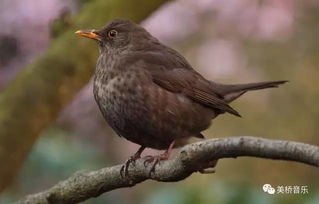 17种鸟鸣声的精确记谱,附小鸟的图片和介绍 
