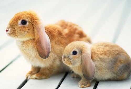 兔兔兔兔 未来两天 能藏则藏 ,一定要警惕4月26号