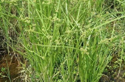 旱稻田的杂草如何化除,水稻田里有杂草用什么药