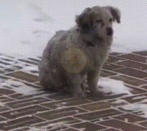 零下20度,在冰雪中无助发抖的流浪狗,即将被冻僵时她出现了