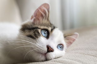 猫鼻支是永久性的吗