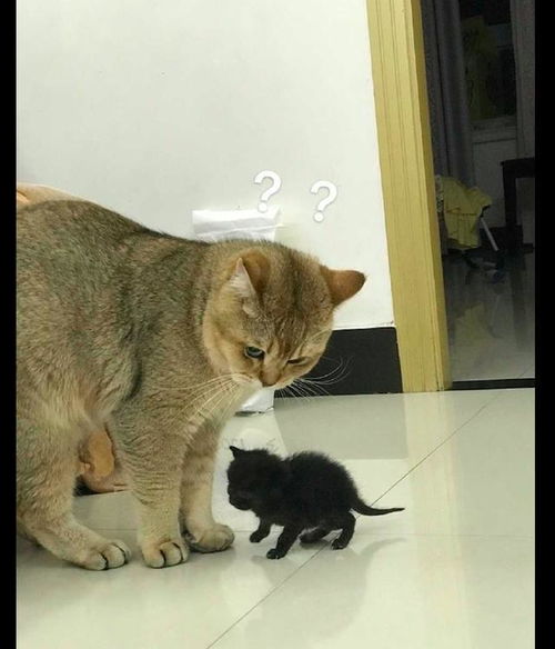 猫妈妈生了只全黑的小猫,都有点怀疑猫生了 一点也不像我呢