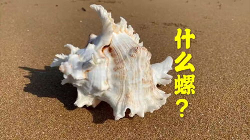 海螺壳