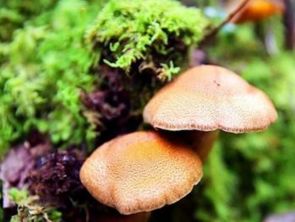 在什么环境下适合蘑菇生长 