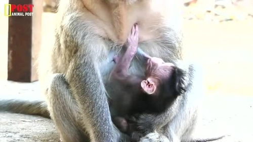 小猴子的生命力真是强,被猴妈糟践得不成猴样居然活过来了 