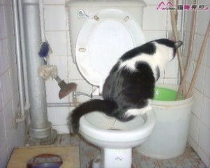 怎么样教小猫在马桶里上厕所 