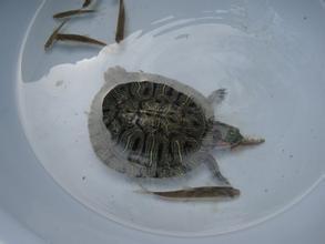为什么家养的巴西龟不能放生到湖里 