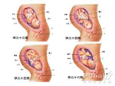 怀孕九个月胎儿发育过程图