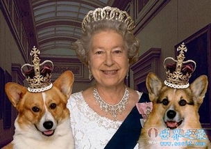 英国女王的狗,柯基犬 致英国皇室血案 