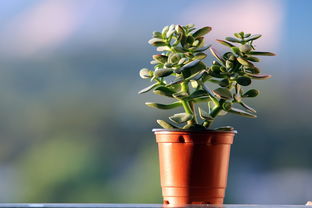 浙江高温蔬菜种植基地（浙江高温蔬菜